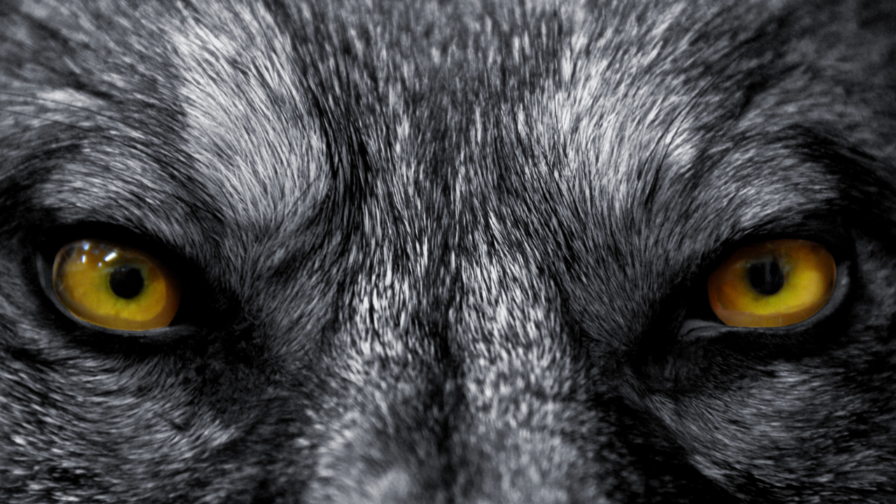 parUCTZyT6WSNZUIJRht evil wolf